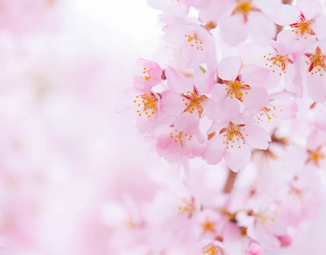 Cherry blossom