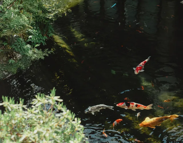 Pond